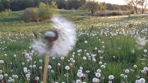 Dandelion at sunset Stock Footage 242659149