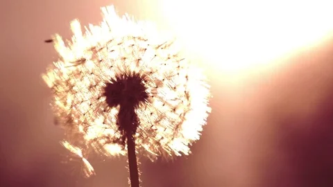 Dandelion in the Sunset HD Stock Footage 78313984