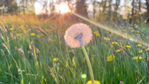 Dandelion in Sunset Light on a Summer Meadow — Close-up Vídeos de archivo 307888667