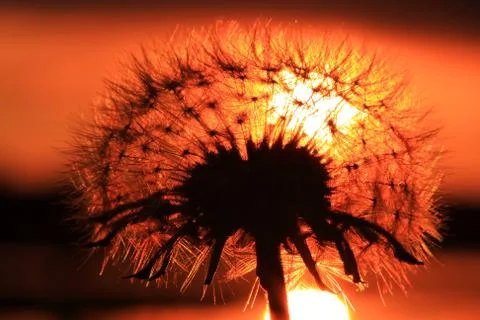 Dandelion sunset Stock Photos