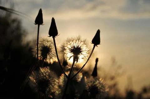 Dandelion at sunset Foto stock