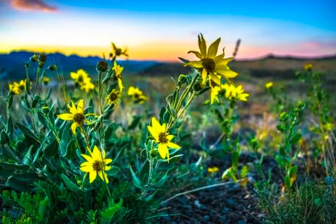 Dandelion Sunset Stock Photos