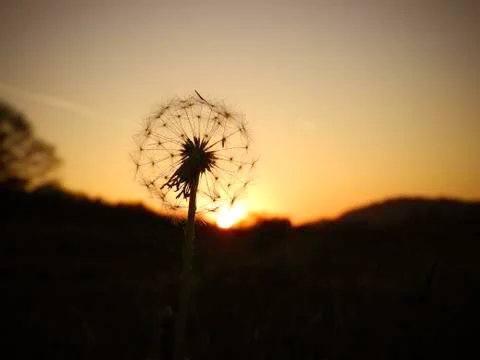 Dandelion at sunset Stock Photos