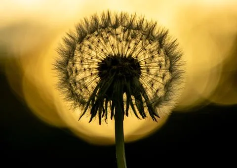 Dandelion sunset Stock Photos