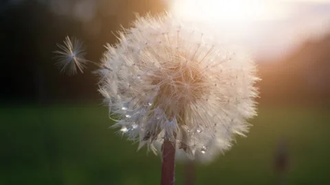 Dandelion on sunset at spring time Video stock 130896201