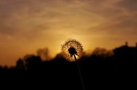 Dandelion sunset time Stock-Fotos