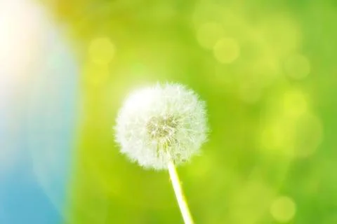 Dandelion with sunspots Stock Photos