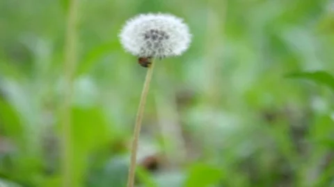 Dandelion super clear Stock Footage 128161602