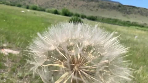 Dandelion, Super Slow Motion, Madison River, Montana 스톡 동영상 135945150