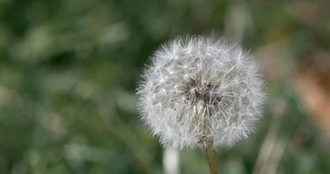 Dandelion swaying in the breeze Stock Footage 96052264