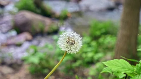 Dandelion Swaying in Mountain Nature 動画素材 346197344