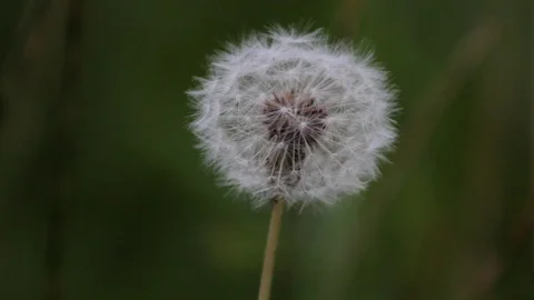 Dandelion swaying slightly in the wind Stock Footage 93781229