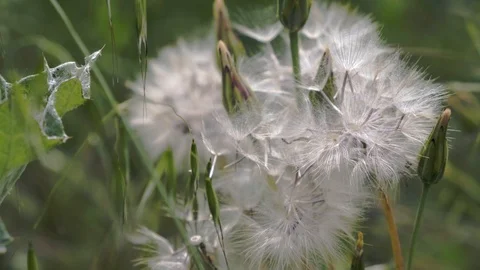 Dandelion swaying in the wind Stock Footage 129926729