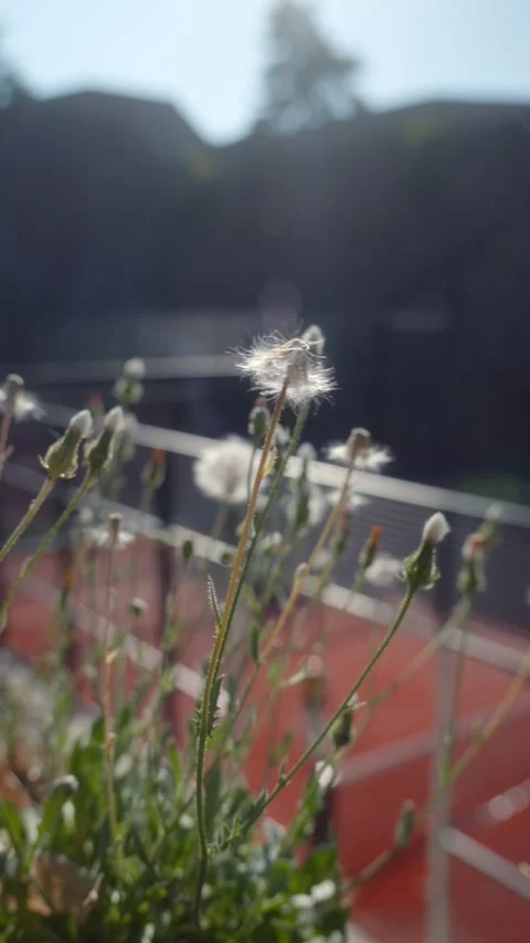 Dandelion Swaying in the Wind 動画素材 346139186