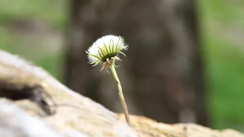 Dandelion swaying with the wind in the garden Stock-Footage 240402261
