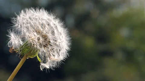 A dandelion sways back and forth in the wind 스톡 동영상 97141312