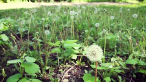 Dandelion sways in the wind Stock-Footage 75273375