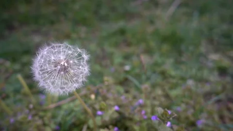 Dandelion sways in the wind in slow motion. Stock Footage 129837722