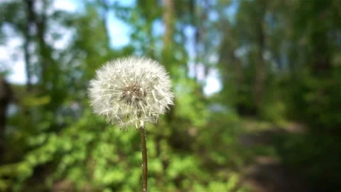 Dandelion sways in the wind in slow motion Stock Footage 135316328