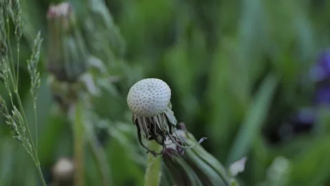 Dandelion swinging in the wind Video stock 108889872