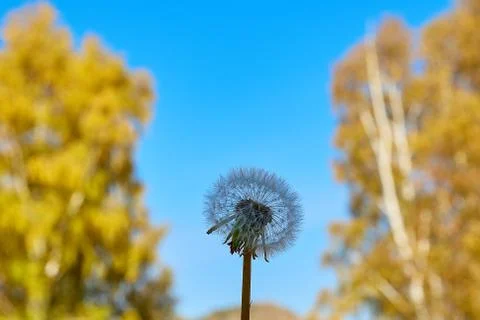 Dandelion Taraxacum flower Close up Stock Photos