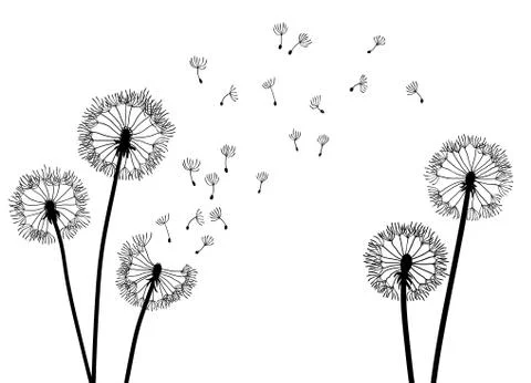 Dandelion time background. The wind inflates a dandelion. Black silhouette with Stock Illustration