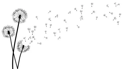 Dandelion time background. The wind inflates a dandelion. Black silhouette with Stock Illustration