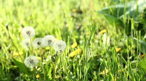 Dandelion timelapse Stock Footage 37310655