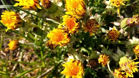 Dandelion timelapse Stock Footage 197376230
