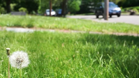 DANDELION TRAFFIC Stock Footage 195954285