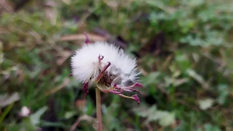 Dandelion transitioned into its seed head stage, characterized by fluffy whi Stock Footage 330520451