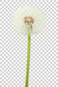 Dandelion on а transparent background Stock Photos