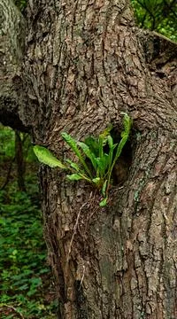 Dandelion in a tree forest Stock Photos