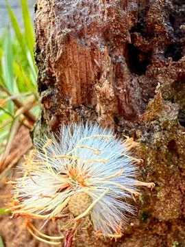 Dandelion with trunk in the background Stock Photos