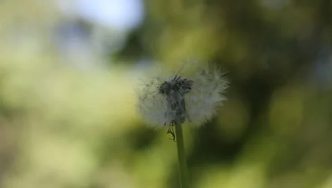 Dandelion, Tussilago farfara Vidéo 11227559