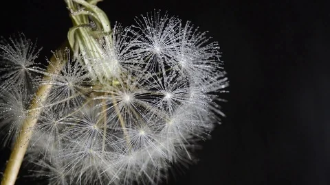 Dandelion under light rain drizzle closeup macro black background Stock Footage 97832069