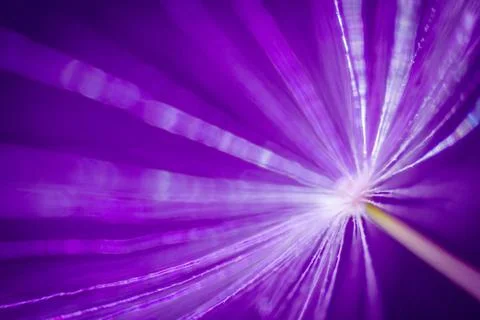 Dandelion under the microscope Fotos de archivo