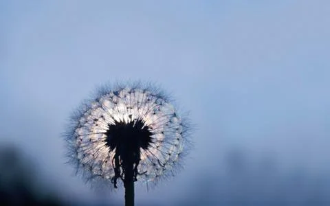 Dandelion under moonlight Stockfoto's