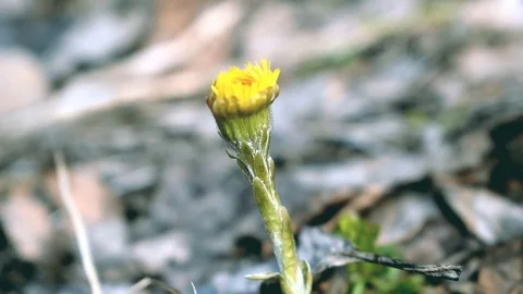 Dandelion from under the snow Stock Footage 74763539