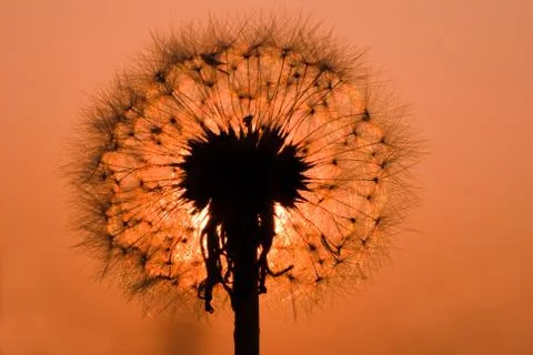 Dandelion under sunset 스톡 사진