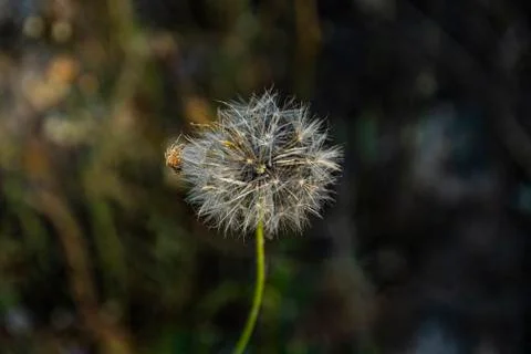 Dandelion on an unfocused background in the middle of the forest Stock Photos