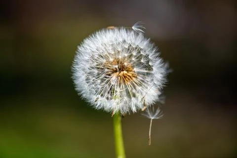 Dandelion V Stock Photos