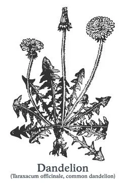 Dandelion. Vector hand drawn plant. Vintage medicinal plant sketch. Stock Illustration