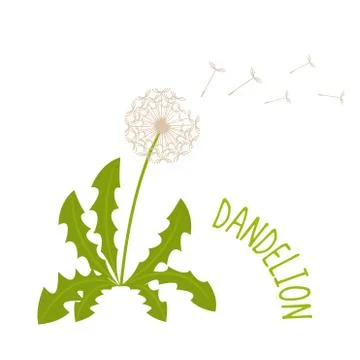 Dandelion vector illustration Stock Illustration