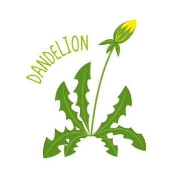 Dandelion vector illustration Stock Illustration