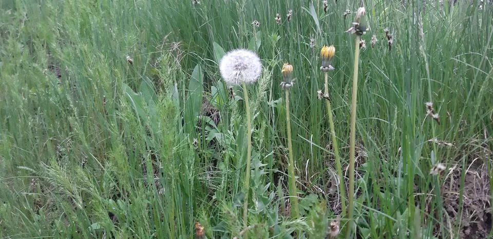 Dandelion version 1 Stock Photos