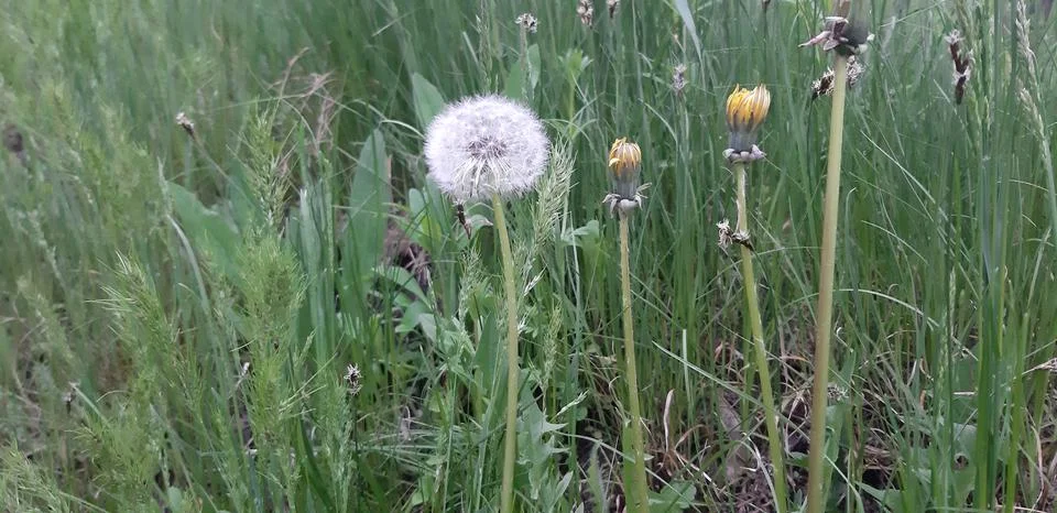Dandelion version 2 Stock Photos