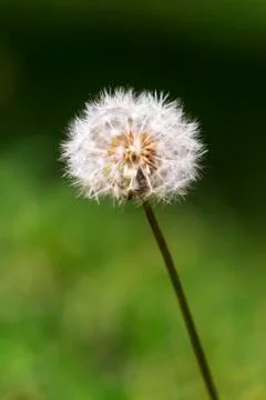 Dandelion Vertical Stock Photos