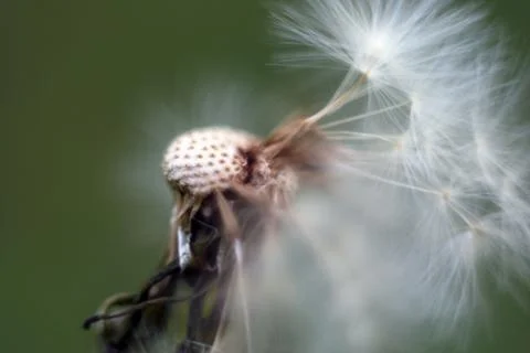 Dandelion is very close Foto stock