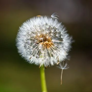 Dandelion VI Stock Photos
